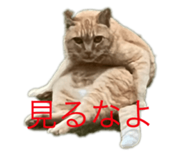 766247066