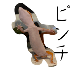 766331916