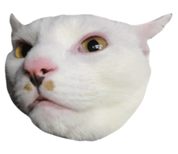766387524
