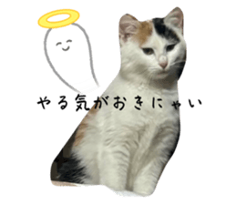 766504443