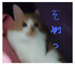 766623954
