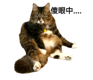 76667366
