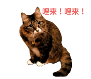 76667368