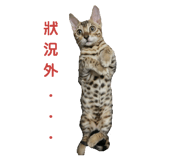 76667370