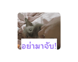 766868588
