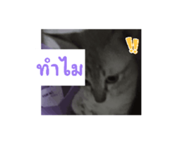 766868590