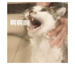 766952337