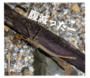 767415566