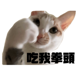 767423253