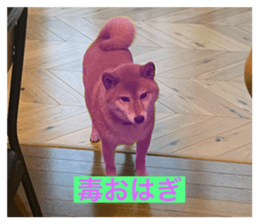 767484828