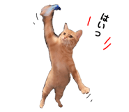 767556231