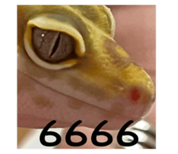767621186