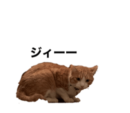 767636854