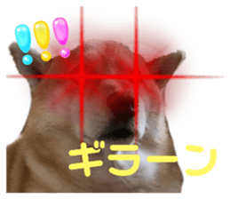 767703375
