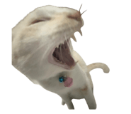 767797677