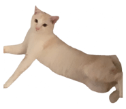 767797680