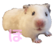 767834217