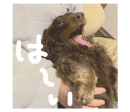 767883455