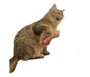 767918371