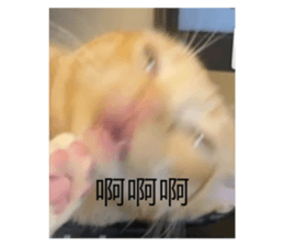 768350074