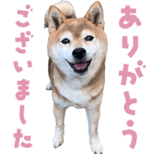 768380911
