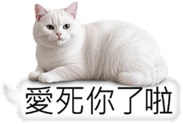 768423827
