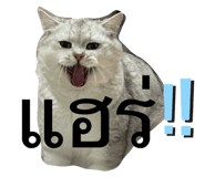768479067