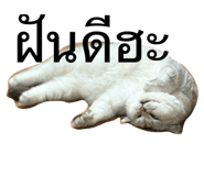 768479068