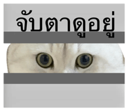 768479080