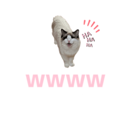 768646621