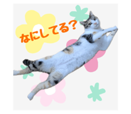 768683281