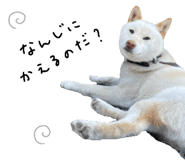 768706828