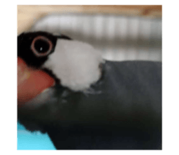 768853877