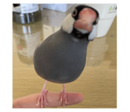 768853884