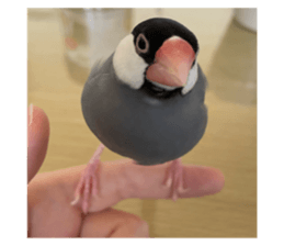 768853885