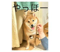 768957981