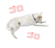 769488737