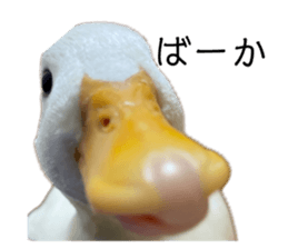770011527