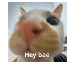 770229436