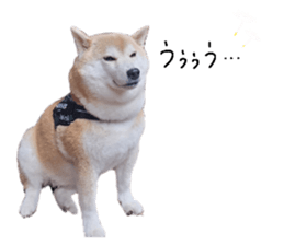 770317950