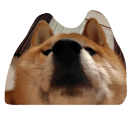 770339205