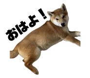 770386517