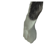 770403556