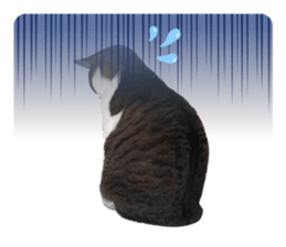 771174086