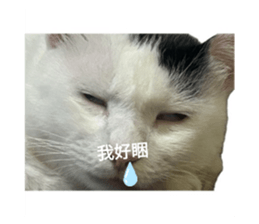 771753300