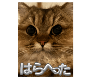 771767492