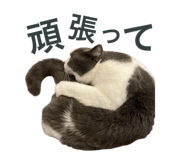 772003660