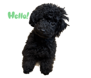 772094093