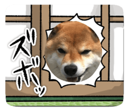 772165127