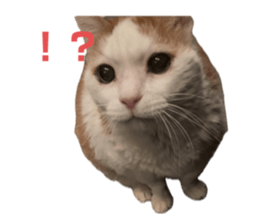 772204855